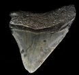 Juvenile Megalodon Tooth #56596-1